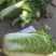 河北定州大量供应大白菜黄心大白菜北京新三号大白菜