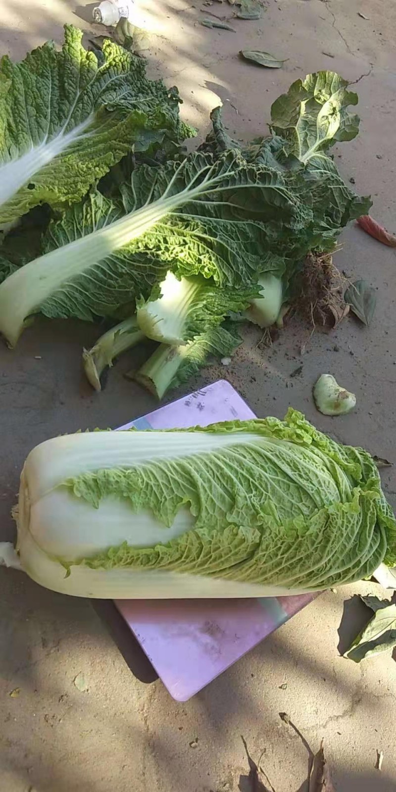 河北定州大量供应大白菜黄心大白菜北京新三号大白菜