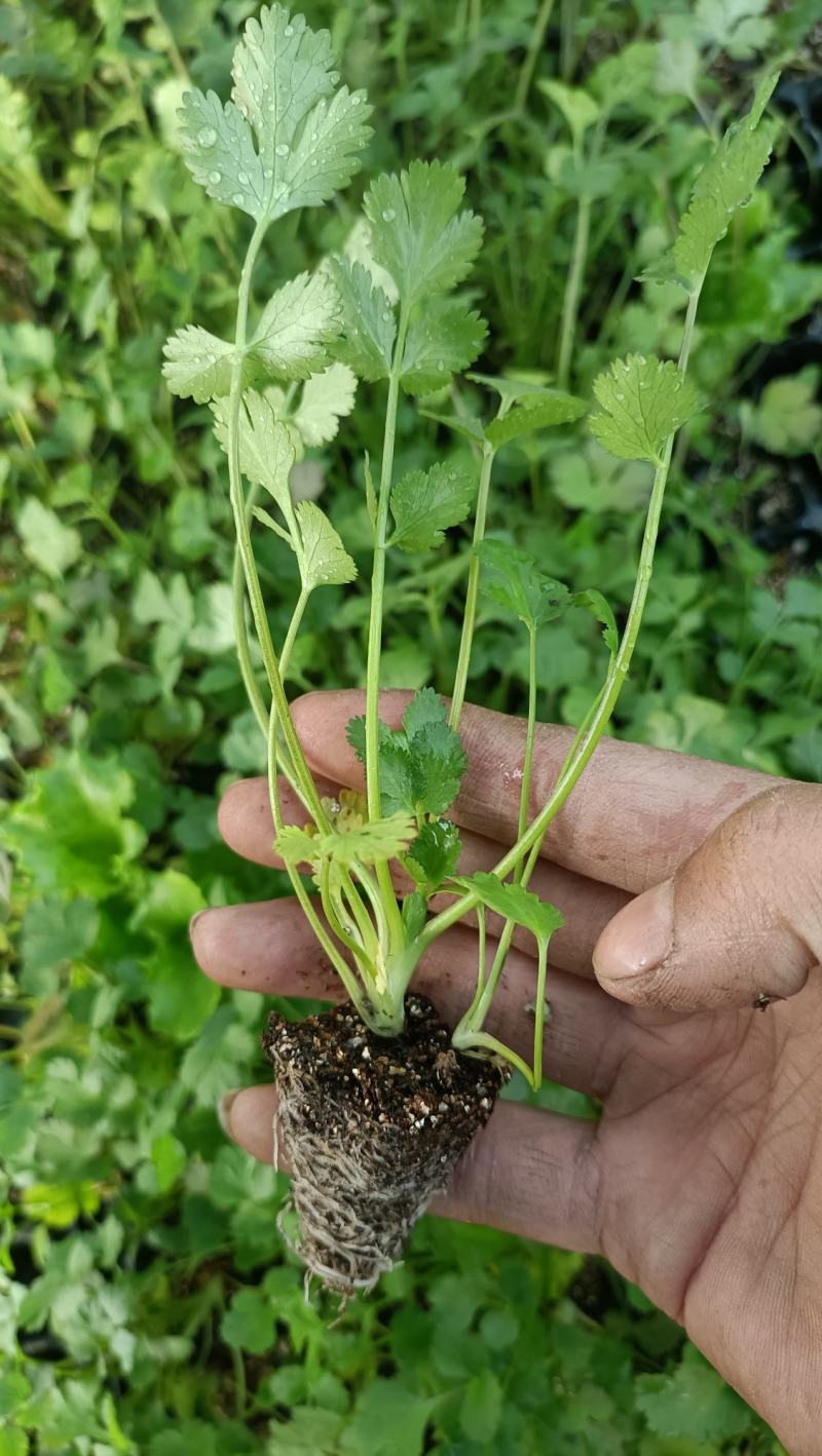 美国进口精品香菜苗/耐抽苔/高抗病菌/产量高