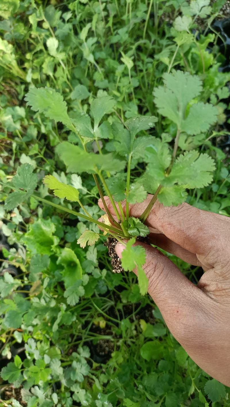 美国进口精品香菜苗/耐抽苔/高抗病菌/产量高