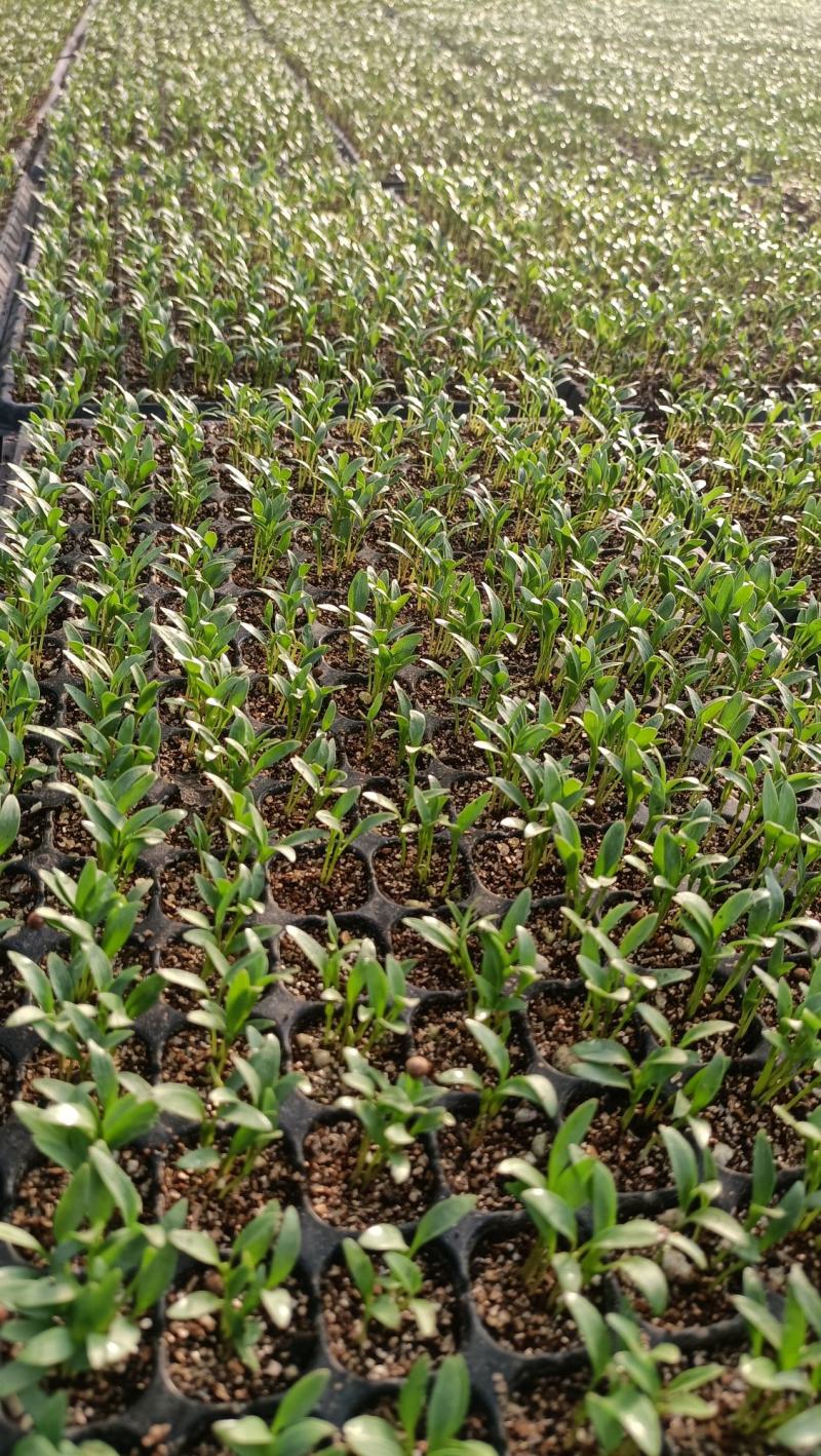 美国进口精品香菜苗/耐抽苔/高抗病菌/产量高