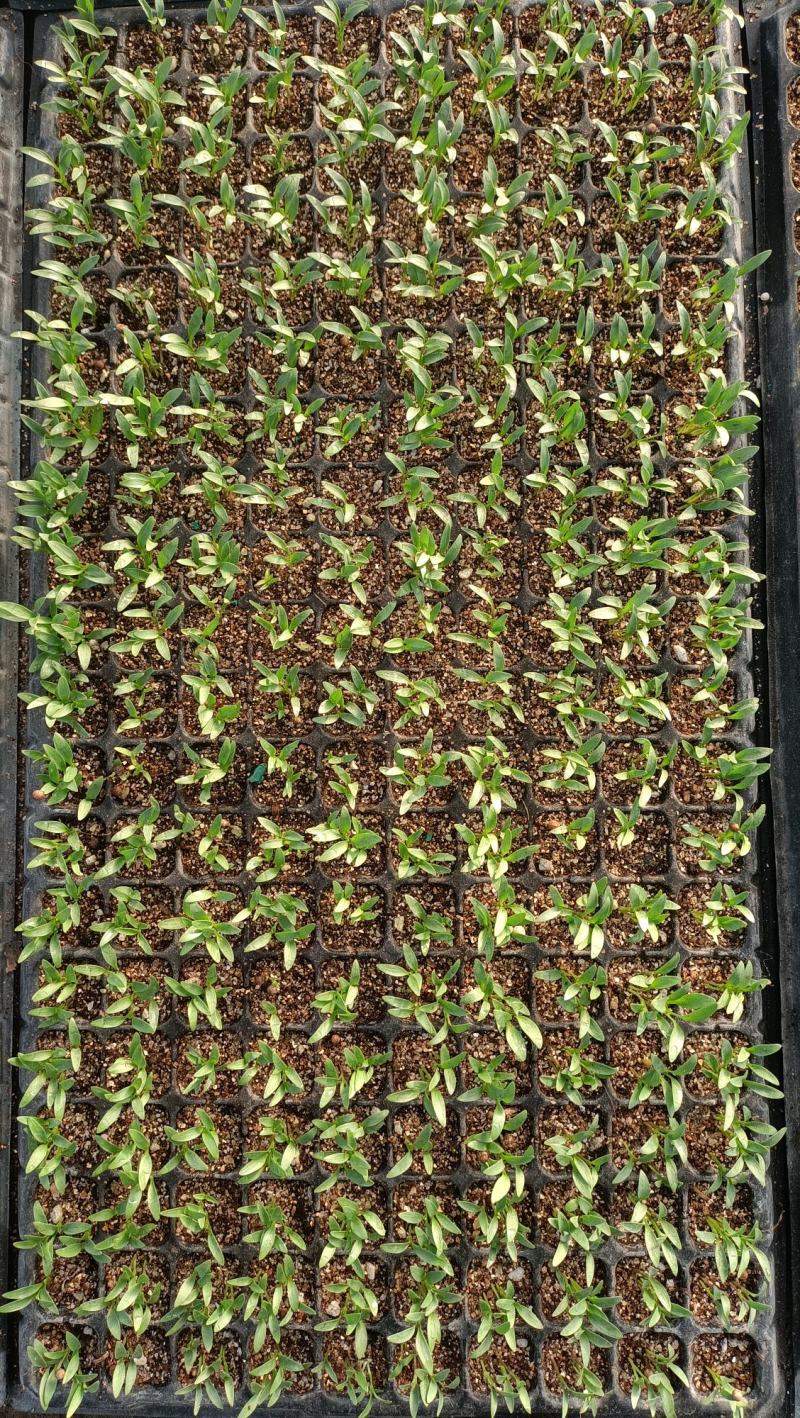 美国进口精品香菜苗/耐抽苔/高抗病菌/产量高
