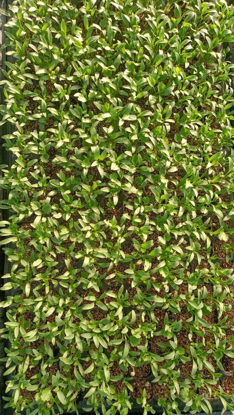 美国进口精品香菜苗/耐抽苔/高抗病菌/产量高