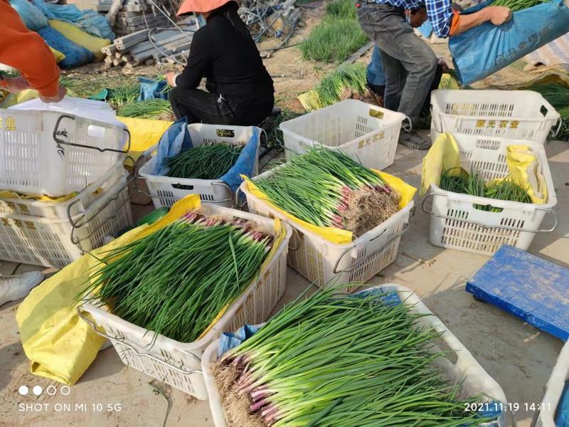 【天飞曌农业春夏季200亩基地红根香葱葱种支持电商】