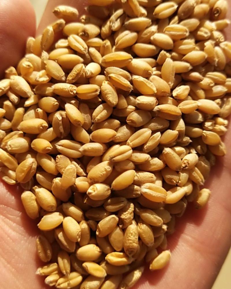 小麦干小麦净小麦酿酒小麦磨粉小麦鸽粮小麦