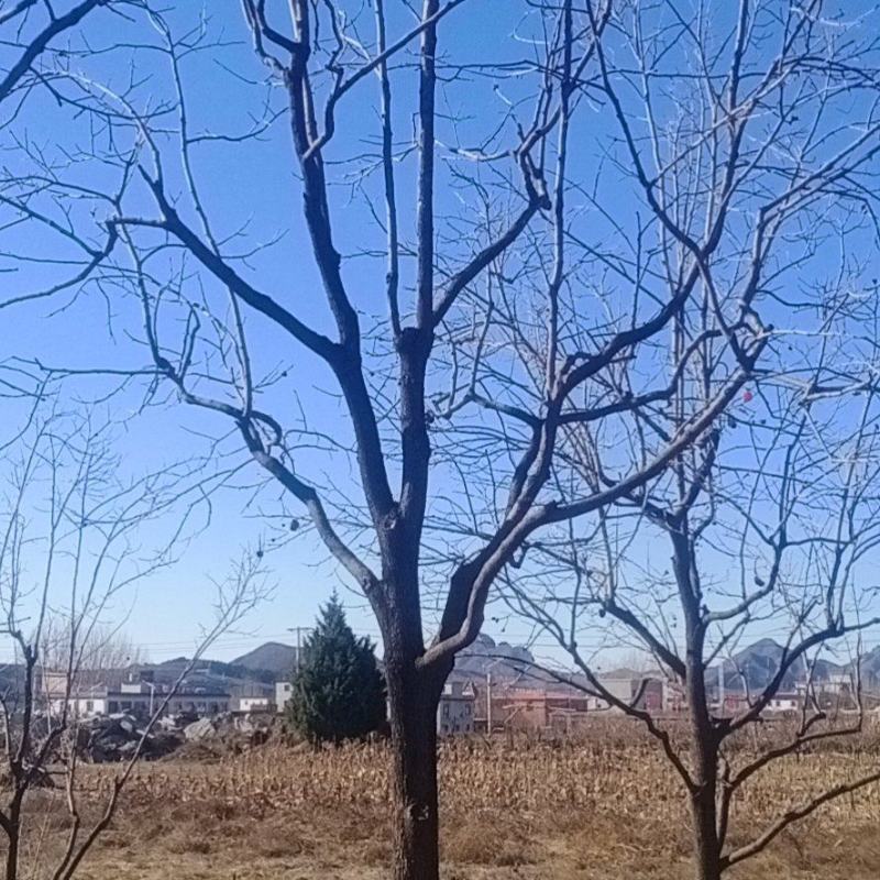 柿树
