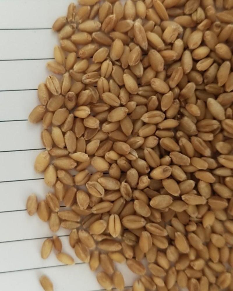 小麦干小麦净小麦酿酒小麦磨粉小麦鸽粮小麦