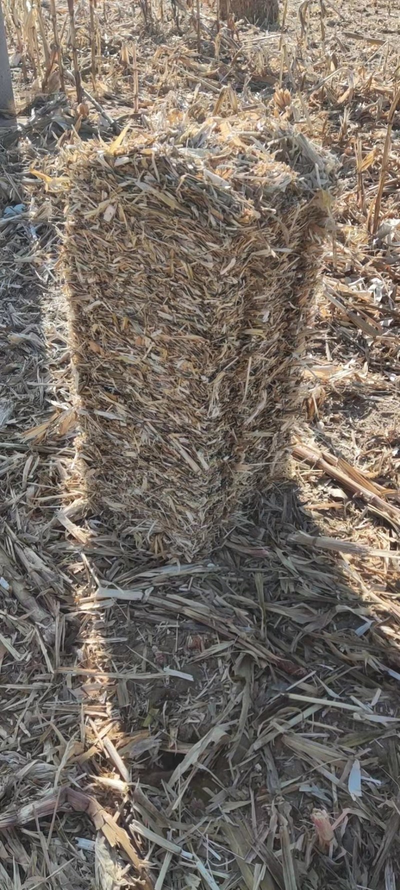 陕西秸秆类原料-玉米秸秆玉米秸秆打捆草
