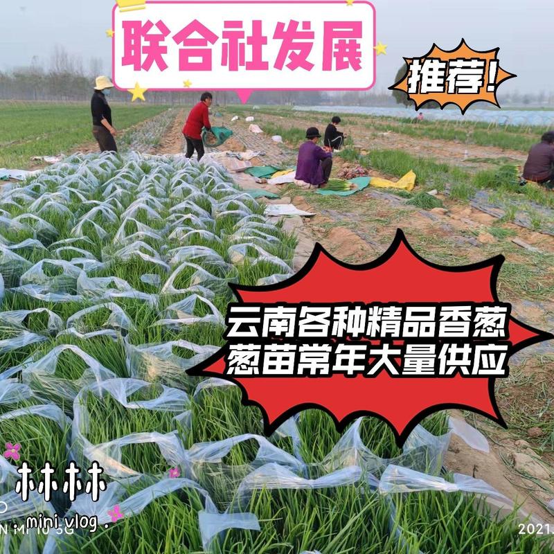 【天飞曌农业春夏季200亩基地小香葱现已新鲜上市】
