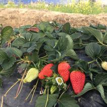 [一件玳发]凉山草莓，草莓，凉山草莓，对接电商微商，供应