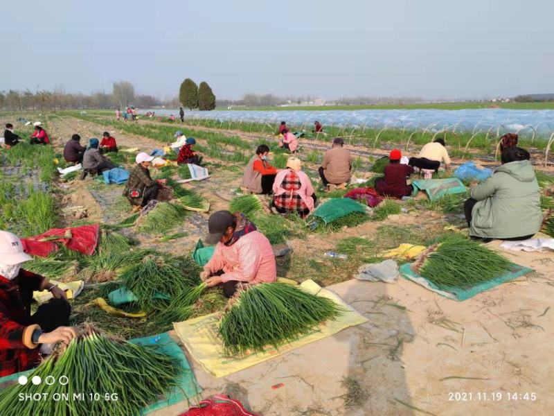【云南红根香葱苗基地种植发展基地】