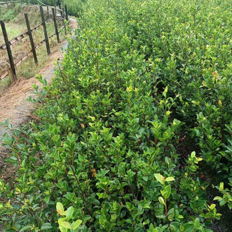 供应嫁接油茶苗江西油茶长林系列包售后包成活包技术指导