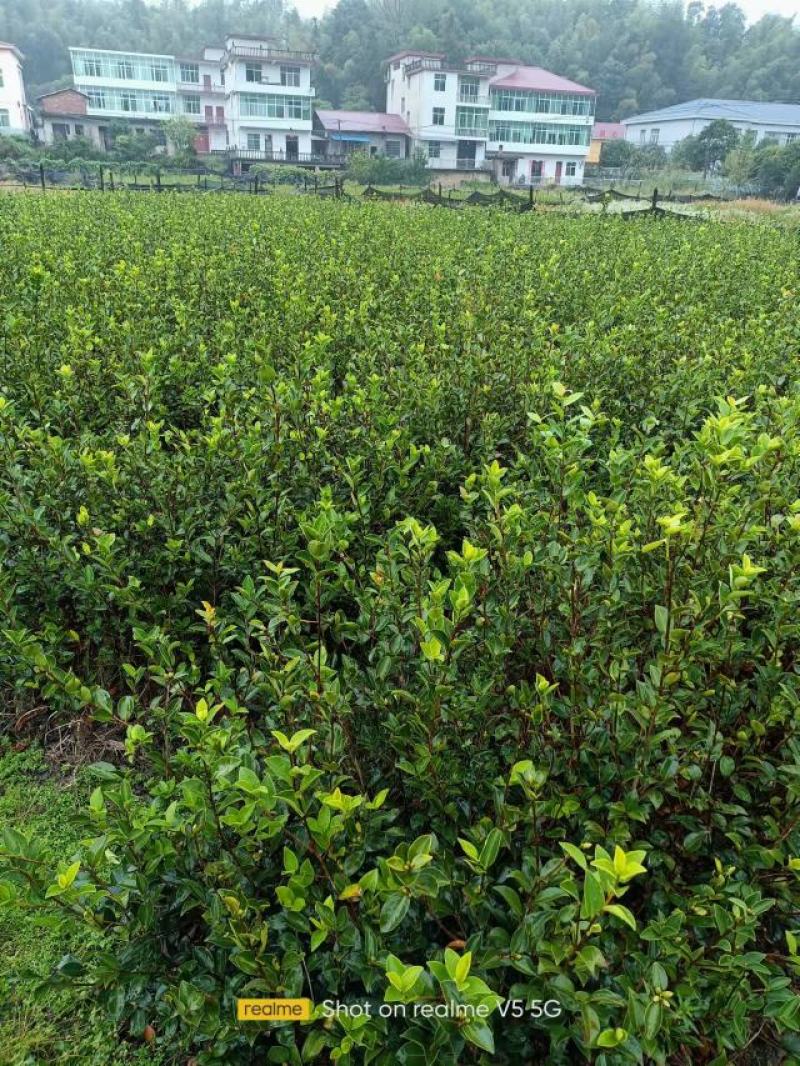 供应嫁接油茶苗江西油茶长林系列包售后包成活包技术指导