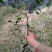 供应嫁接油茶苗江西油茶长林系列包售后包成活包技术指导
