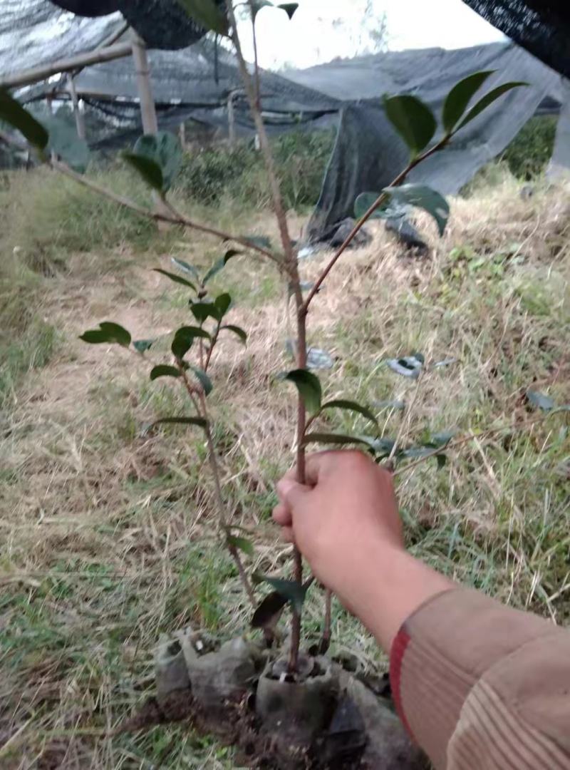 供应嫁接油茶苗江西油茶长林系列包售后包成活包技术指导
