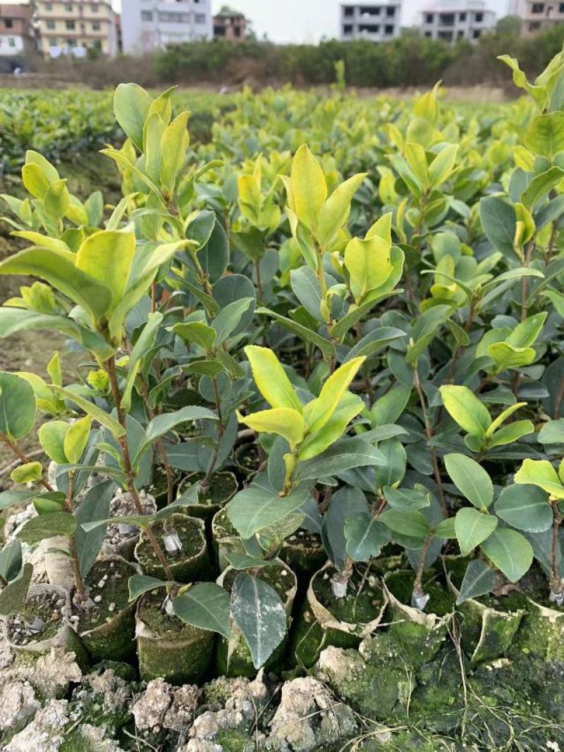 供应嫁接油茶苗江西油茶长林系列包售后包成活包技术指导