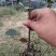 供应嫁接油茶苗江西油茶长林系列包售后包成活包技术指导