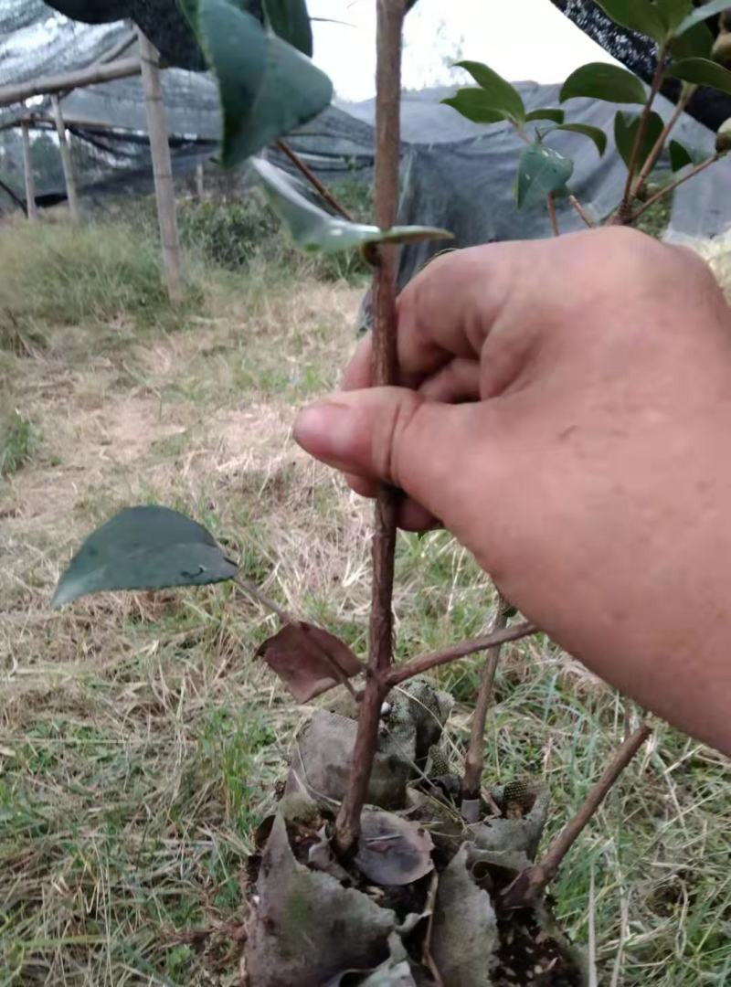 供应嫁接油茶苗江西油茶长林系列包售后包成活包技术指导