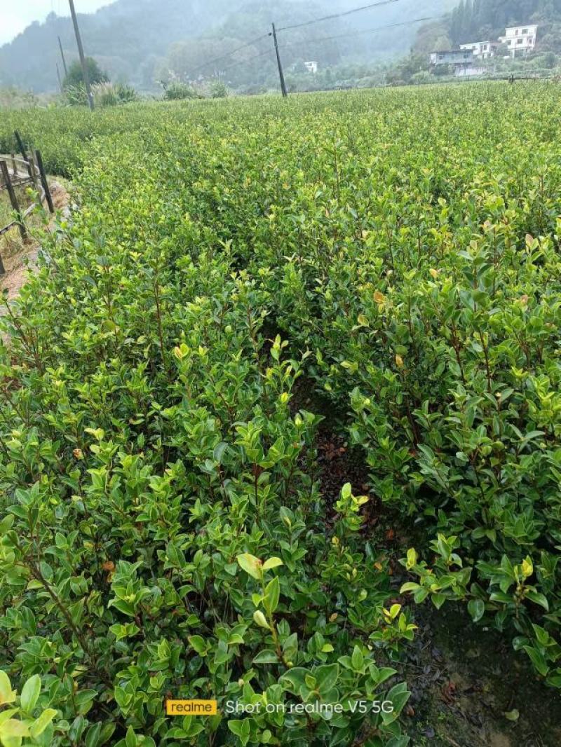 供应嫁接油茶苗江西油茶长林系列包售后包成活包技术指导