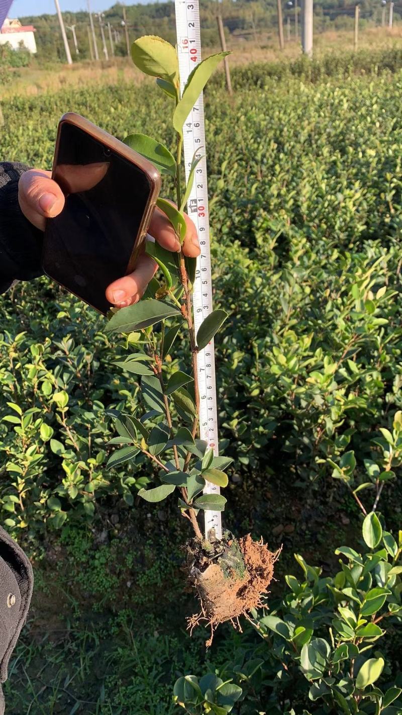供应嫁接油茶苗江西油茶长林系列包售后包成活包技术指导