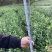 供应嫁接油茶苗江西油茶长林系列包售后包成活包技术指导
