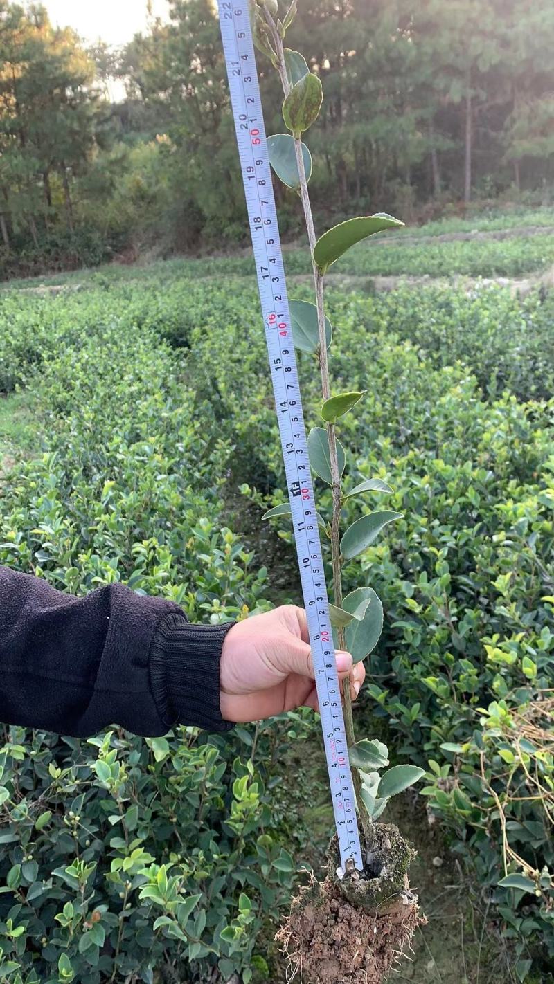 供应嫁接油茶苗江西油茶长林系列包售后包成活包技术指导