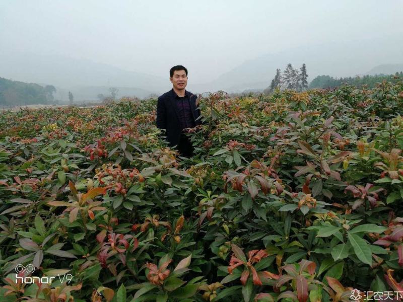 供应木荷苗、实生木荷苗、产地直销、一年生木荷苗