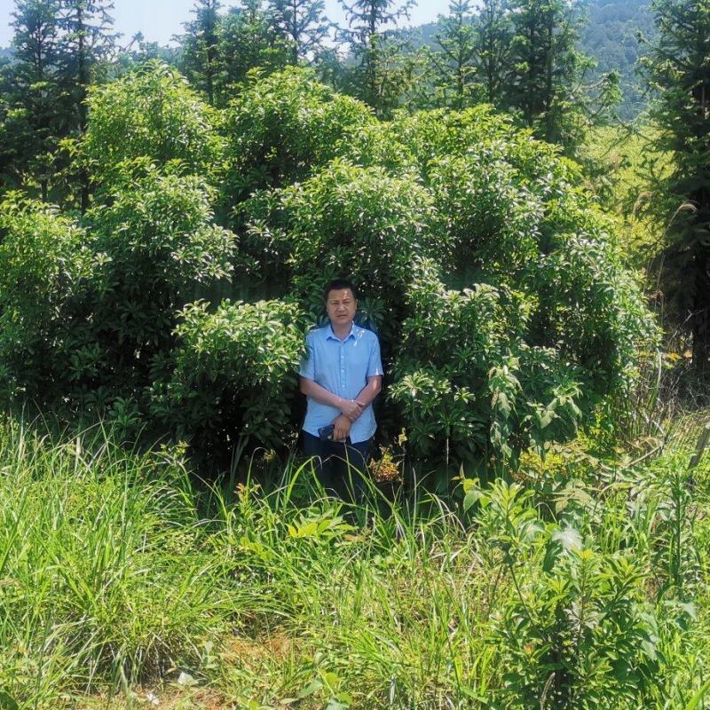 杨梅树苗东魁杨梅正宗嫁接，南方北方均种植基地直供