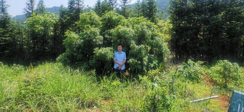 杨梅树苗东魁杨梅正宗嫁接，南方北方均种植基地直供