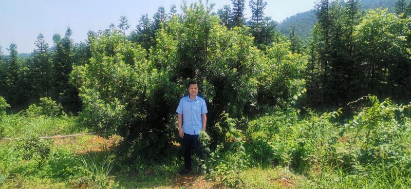 杨梅树苗东魁杨梅正宗嫁接，南方北方均种植基地直供