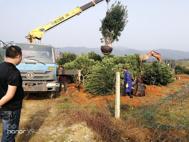 杨梅树苗东魁杨梅正宗嫁接，南方北方均种植基地直供