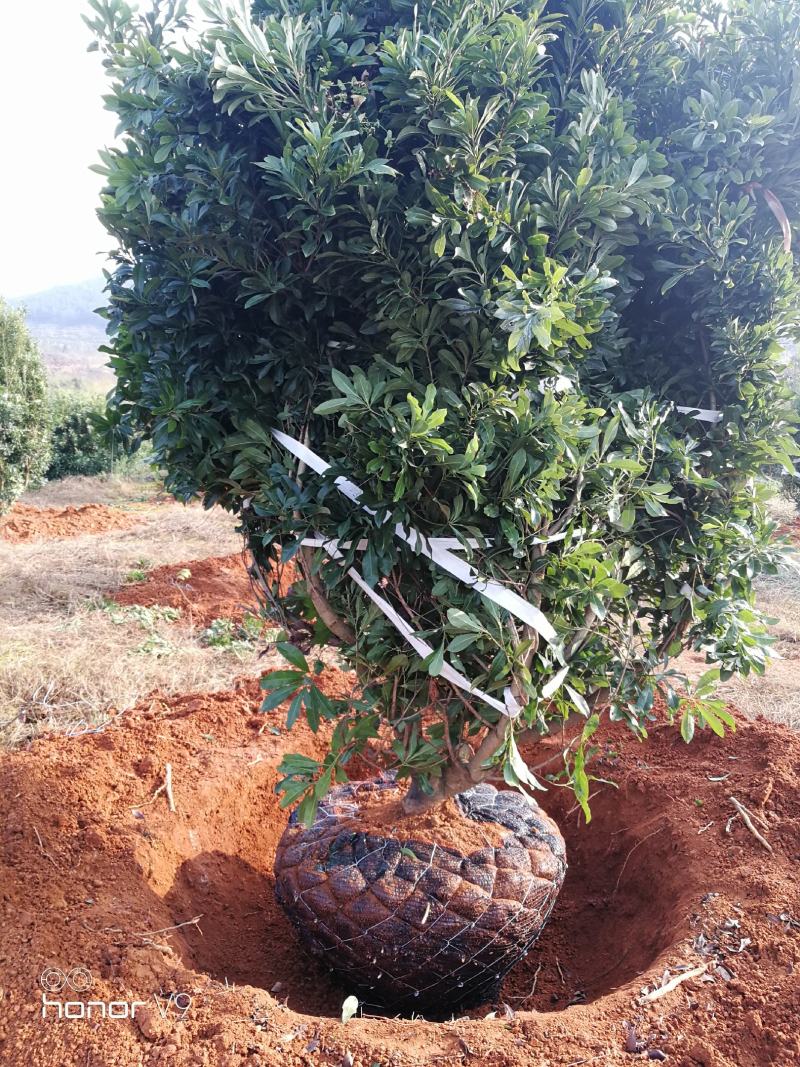 杨梅树苗东魁杨梅正宗嫁接，南方北方均种植基地直供