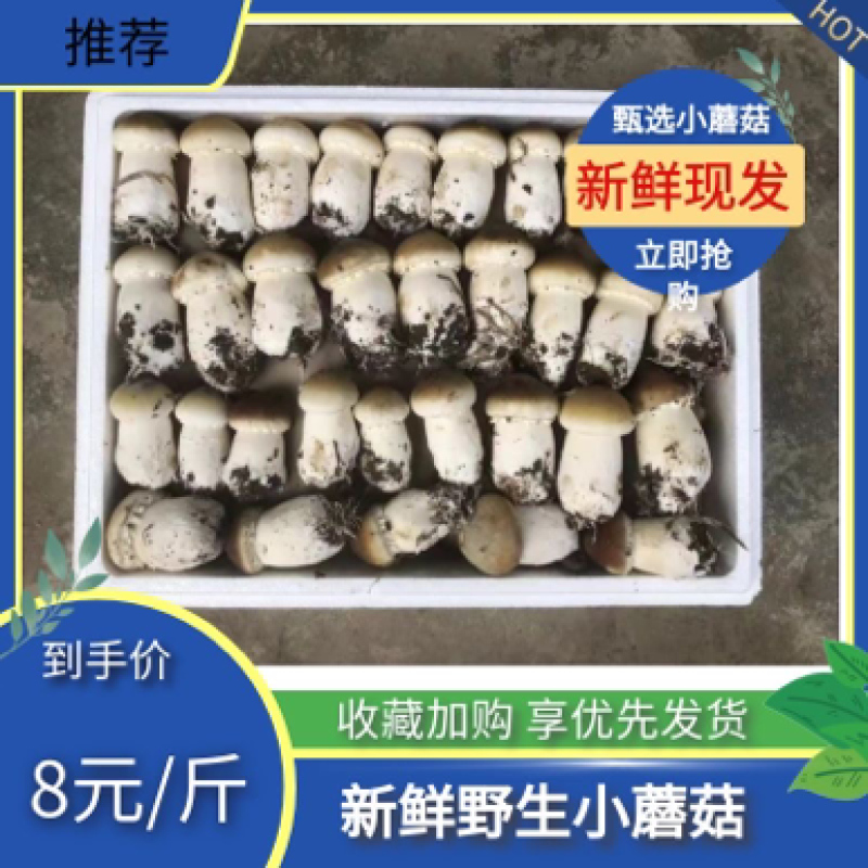 【精选】四川大球盖菇大量上市欢迎各位老板咨询订购