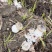 【精选】四川大球盖菇大量上市欢迎各位老板咨询订购
