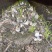 【精选】四川大球盖菇大量上市欢迎各位老板咨询订购