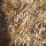 小麦秸秆牛羊草料除尘过筛粉碎揉丝无土无膜无霉变