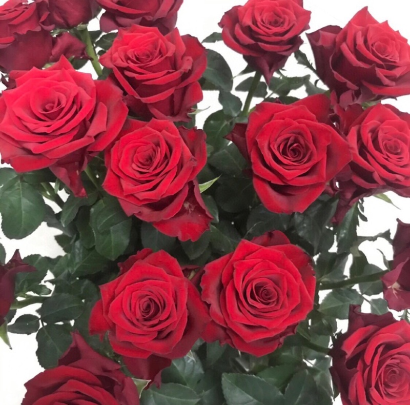 红玫瑰鲜切花采玫批发零售昆明斗南鲜花基地批发零售