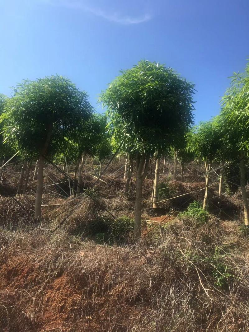 广西13～18公分扁桃骨架苗大量优惠价出售