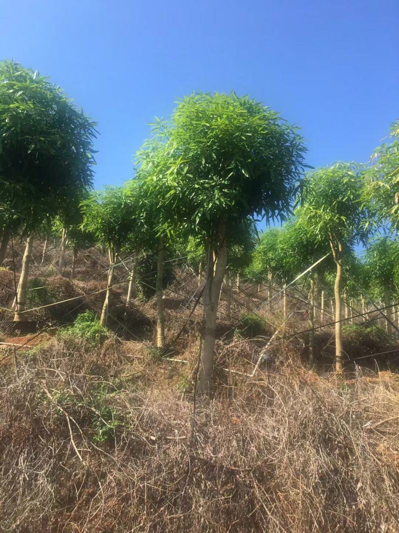 广西13～18公分扁桃骨架苗大量优惠价出售