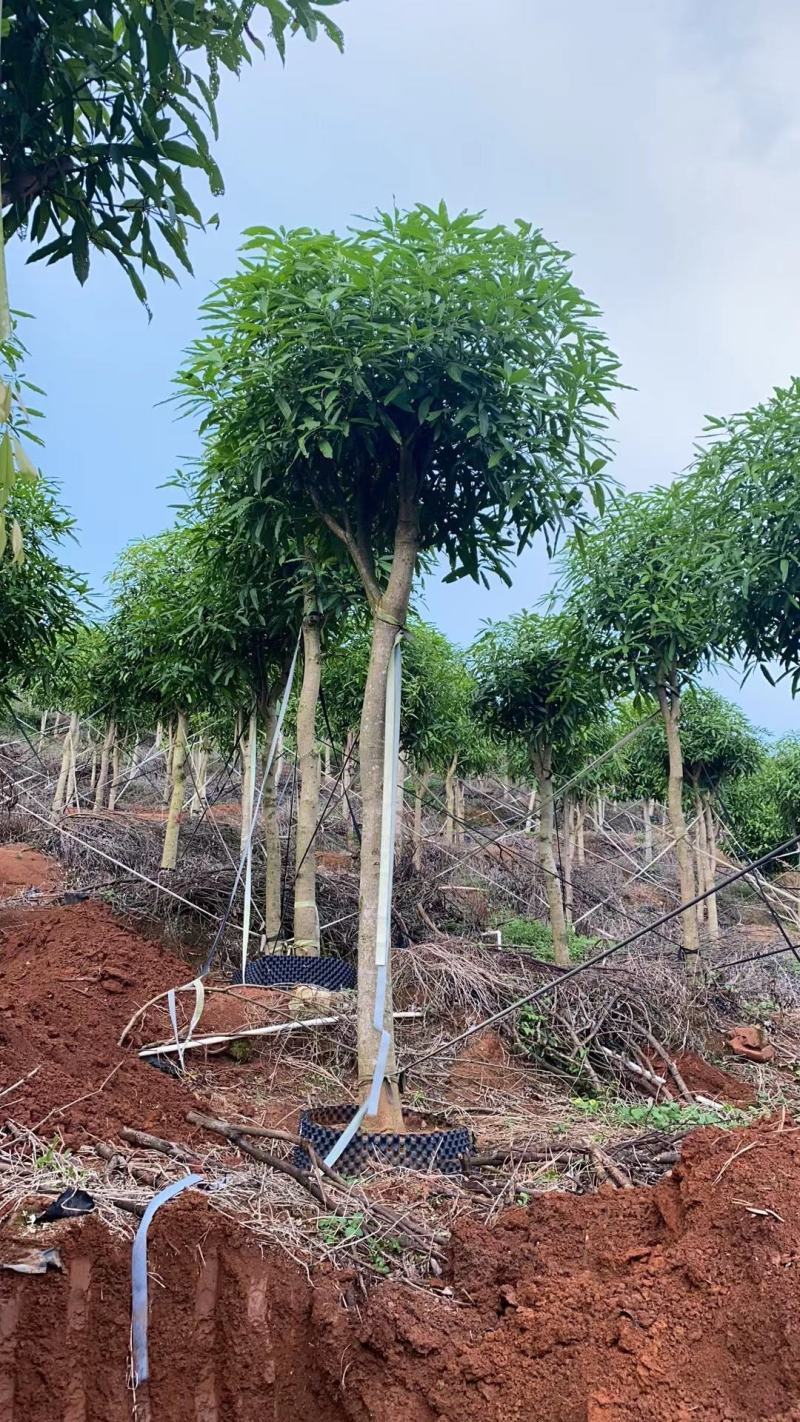 广西13～18公分扁桃骨架苗大量优惠价出售