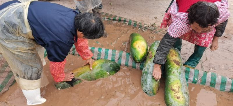 冬瓜，黑皮地冬瓜，晚熟，二茬，瓜实，无空心，无泡瓜