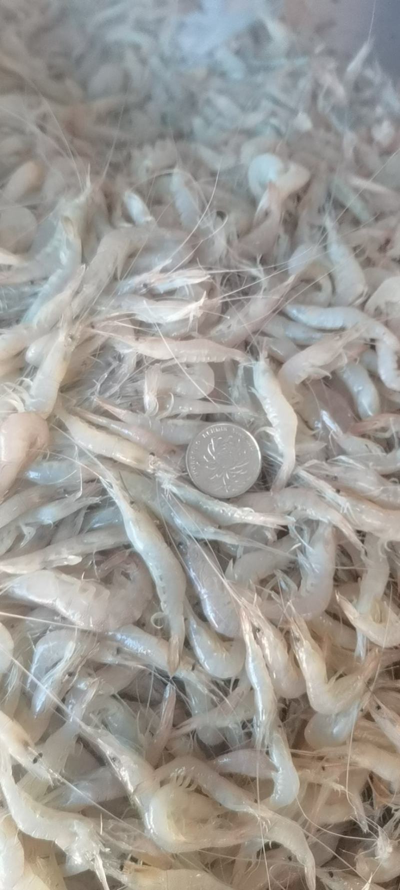 欢迎选购白米虾
