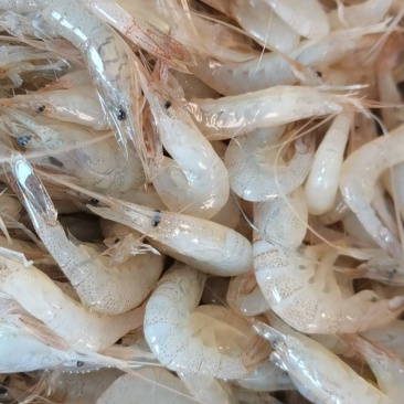 欢迎选购白米虾