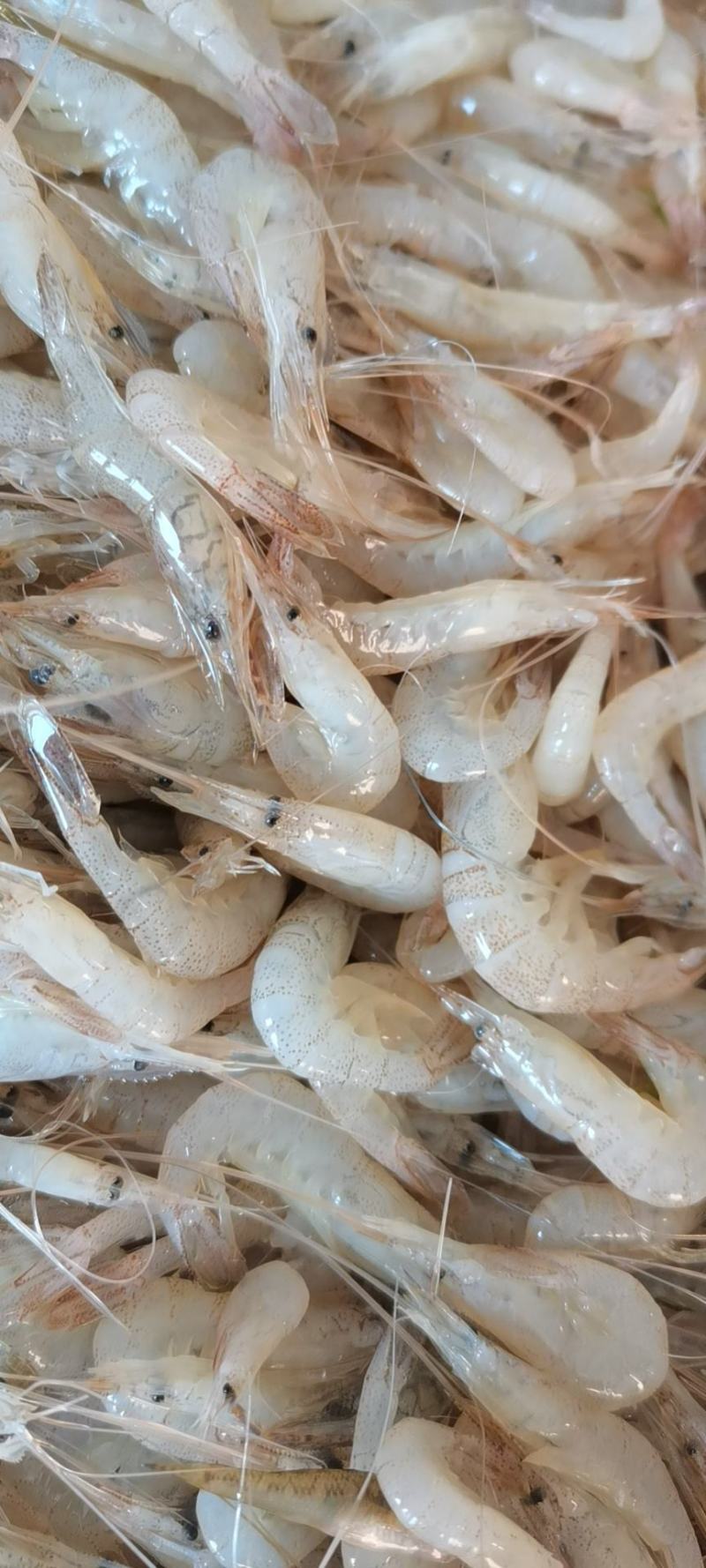 欢迎选购白米虾