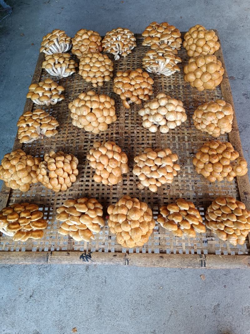 选躲滑子菇福建古田食用菌批发市场批发滑子菇，专卖更专业。