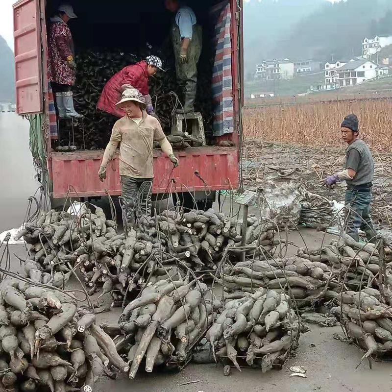 我公司现出售大量，商品藕有意者续联系我，量大从优，