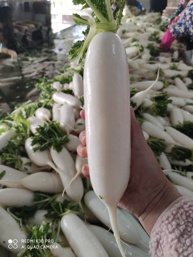 白萝卜