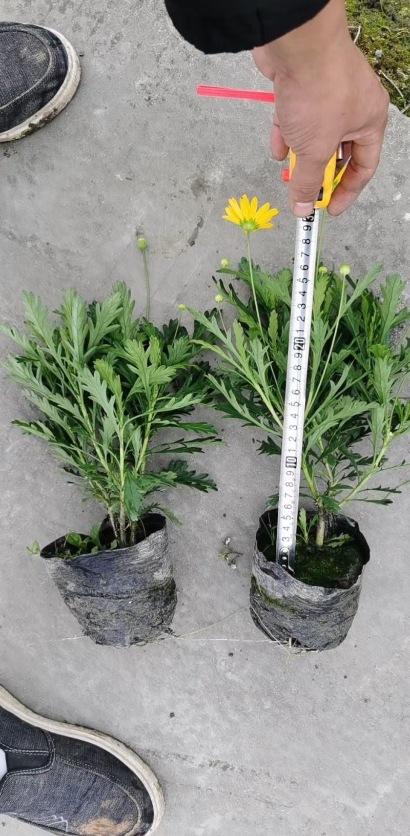 四川成都温江出售大量精品木春菊绿化木春菊