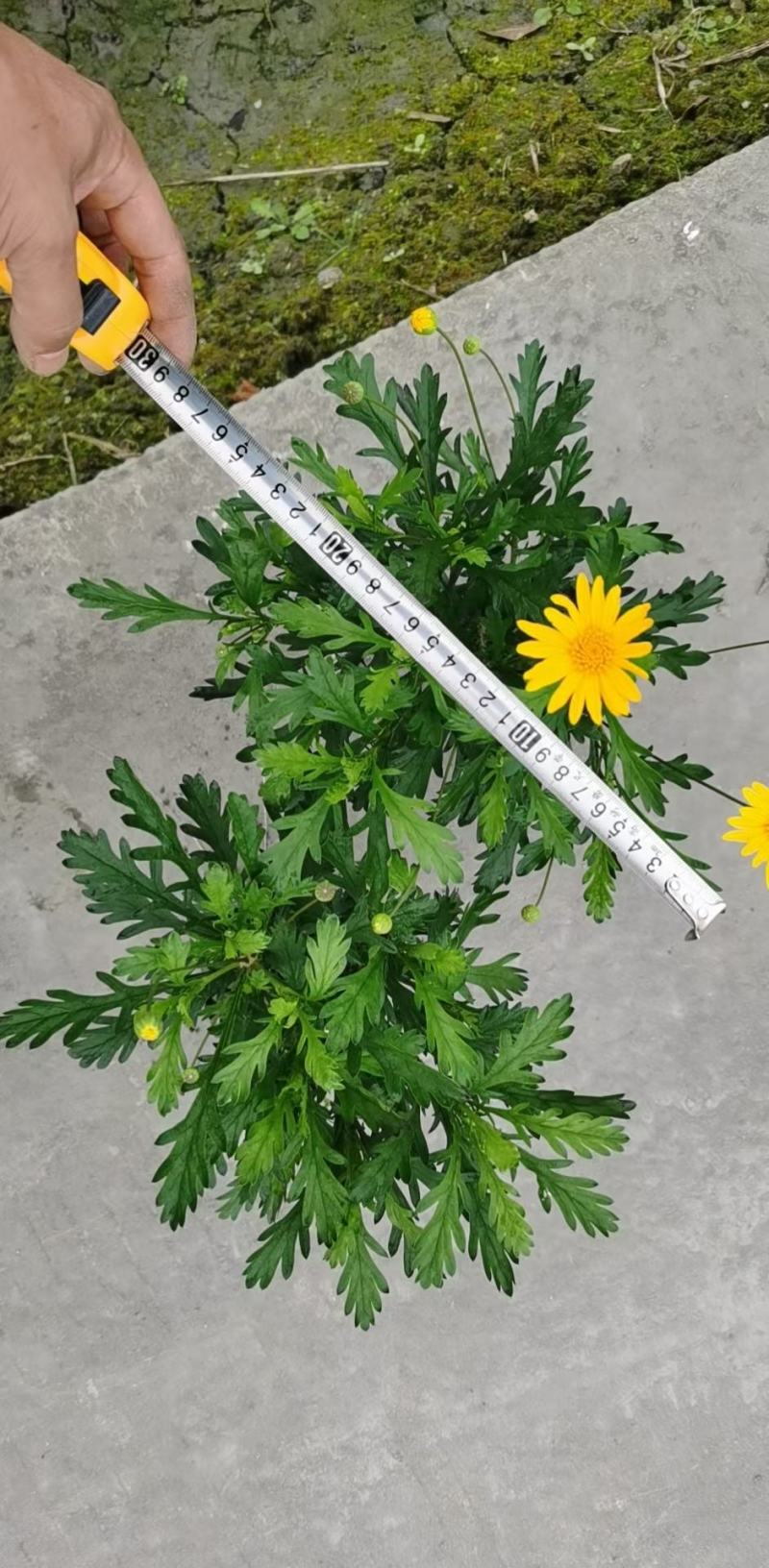 四川成都温江出售大量精品木春菊绿化木春菊