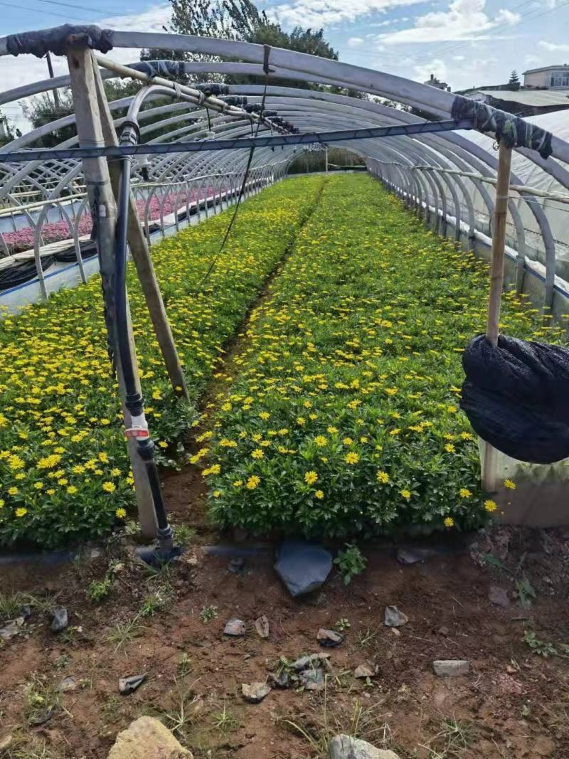 四川成都温江出售大量精品木春菊绿化木春菊
